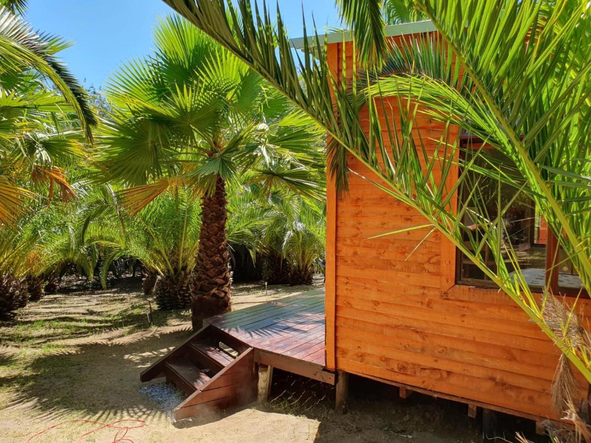 The Palm Tree * Stellenbosch
