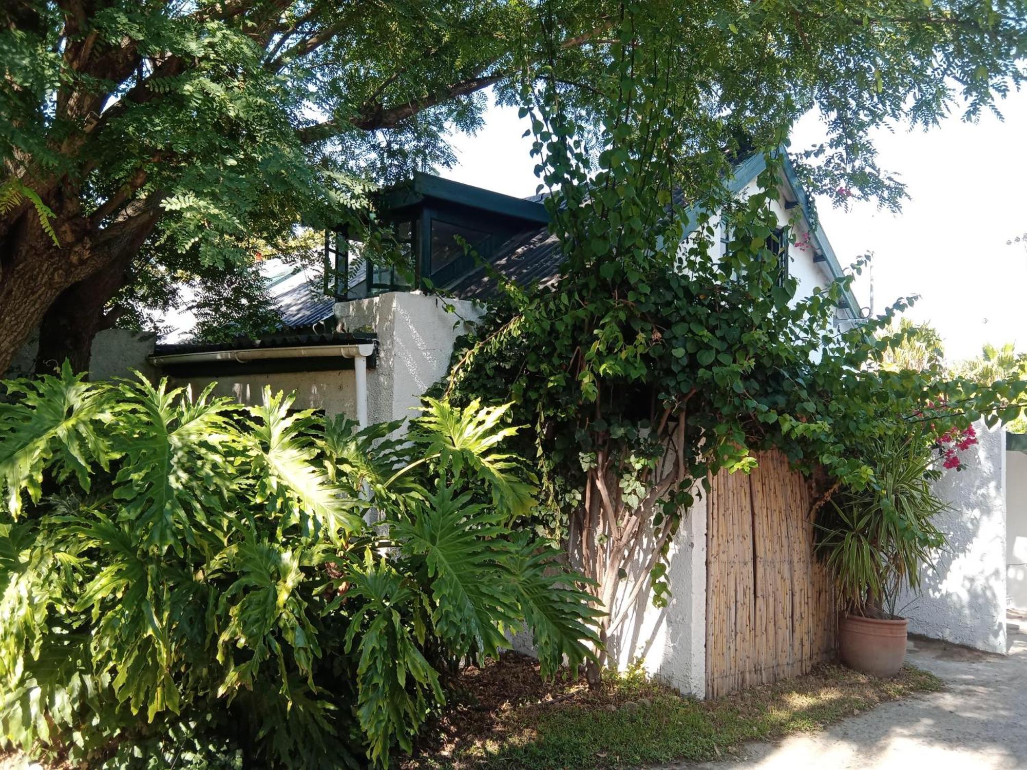 The Palm Tree